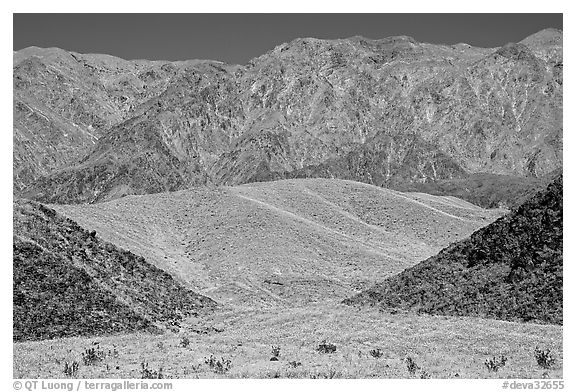 Hills covered with yellow blooms and Smith Mountains, morning. Death Valley National Park (black and white)