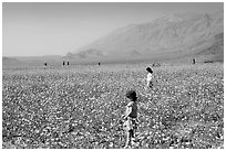 Children in a carpet of Desert Gold near Ashford Mill. Death Valley National Park, California, USA. (black and white)