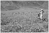 Couple videotaping and photographing in a field of Desert Gold near Ashford Mill. Death Valley National Park, California, USA. (black and white)