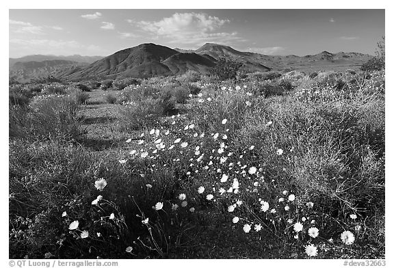 High desert with Desert Dandelion flowers n. Death Valley National Park (black and white)