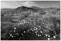 High desert with Desert Dandelion flowers n. Death Valley National Park, California, USA. (black and white)
