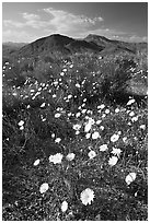 Desert Dandelion flowers above Jubilee Pass, afternoon. Death Valley National Park, California, USA. (black and white)