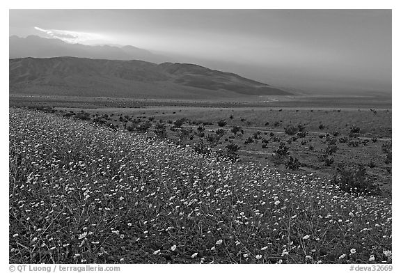 Field of Desert Gold and Owlshead Mountains near Ashford Mill, sunset. Death Valley National Park (black and white)