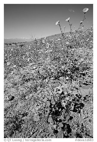Desert Five Spot and Desert Gold near Ashford Mill. Death Valley National Park (black and white)