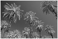 Date trees in Furnace Creek Oasis. Death Valley National Park, California, USA. (black and white)