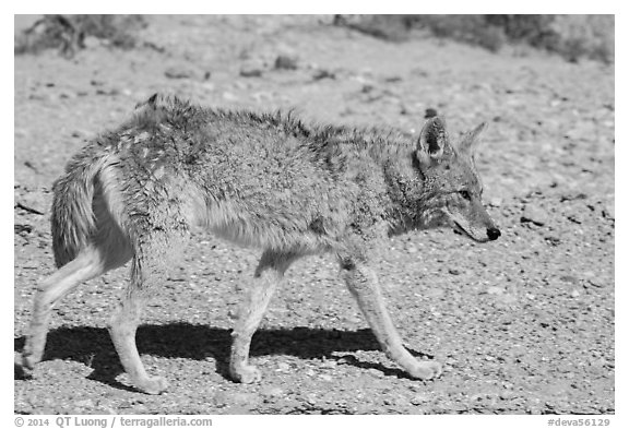 Coyote walking. Death Valley National Park (black and white)