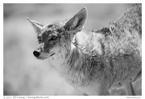 Coyote. Death Valley National Park (black and white)