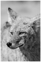 Coyote head. Death Valley National Park ( black and white)