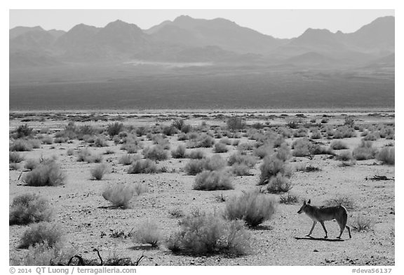 Coyote walking on valley floor. Death Valley National Park (black and white)