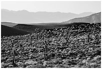 High desert environment with Joshua Trees. Death Valley National Park ( black and white)