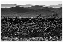 Joshua trees on ridges. Death Valley National Park ( black and white)