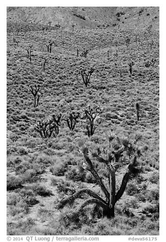 Joshua trees on hillside. Death Valley National Park (black and white)