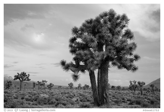 Joshua Trees at sunrise, Lee Flat. Death Valley National Park (black and white)