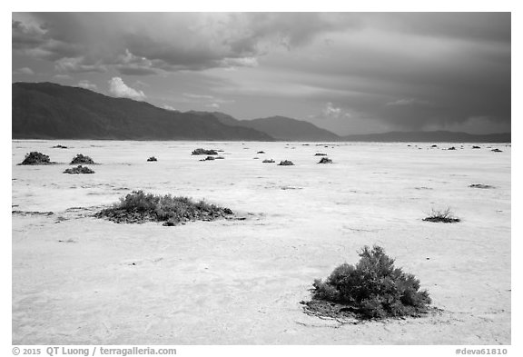 Shrubs on Salt Pan. Death Valley National Park (black and white)