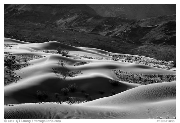 Undulating Ibex dune field. Death Valley National Park (black and white)