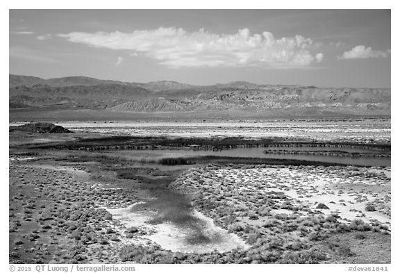 Wetlands, Saragota Spring. Death Valley National Park (black and white)