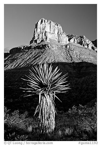 Yucca and El Capitan, early morning. Guadalupe Mountains National Park (black and white)