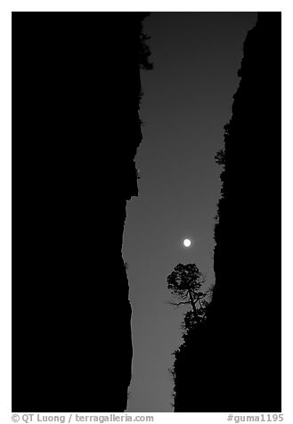Tree and moon at night through the narrow canyon of Devil's Hall. Guadalupe Mountains National Park (black and white)