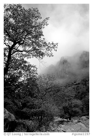 Autumn colors, wash, and clearing clouds, Pine Spring Canyon. Guadalupe Mountains National Park (black and white)