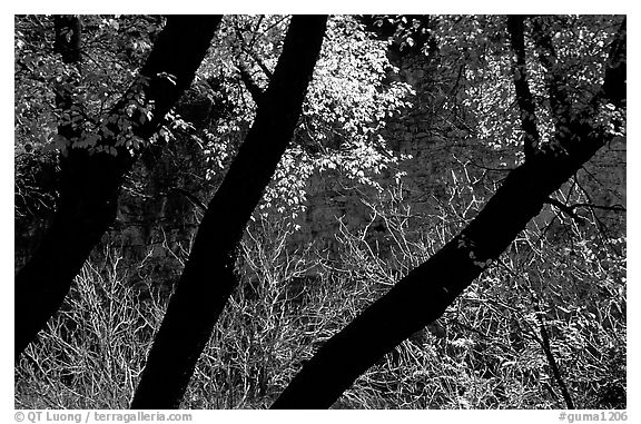 Dark trunks and autumn foliage near Smith Springs. Guadalupe Mountains National Park (black and white)