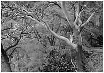 Texas Madrone Tree and autumn color, Pine Canyon. Guadalupe Mountains National Park, Texas, USA. (black and white)