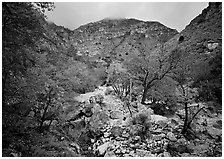 Pine Spring Canyon in the fall. Guadalupe Mountains National Park ( black and white)