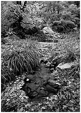 Stream in fall, Smith Springs. Guadalupe Mountains National Park, Texas, USA. (black and white)