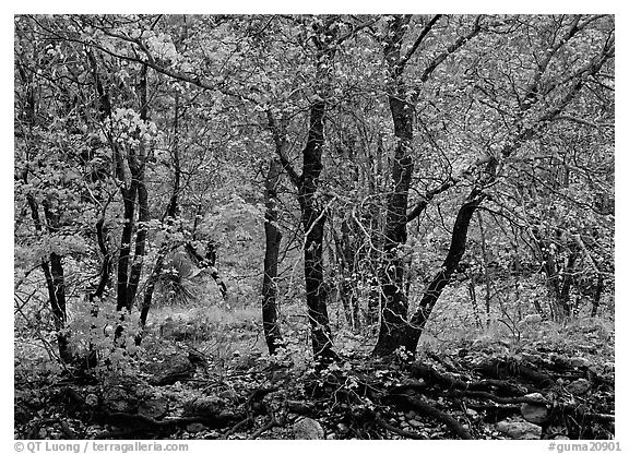 Trees in Autumn foliage, Pine Spring Canyon. Guadalupe Mountains National Park (black and white)