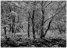Trees in Autumn foliage, Pine Spring Canyon. Guadalupe Mountains National Park, Texas, USA. (black and white)