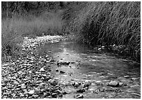 The only year-long stream in the park, McKittrick Canyon. Guadalupe Mountains National Park, Texas, USA. (black and white)