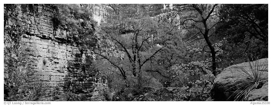 Maple with red autumn foliage in canyon. Guadalupe Mountains National Park (black and white)