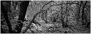 Creek in autumn. Guadalupe Mountains National Park (Panoramic black and white)