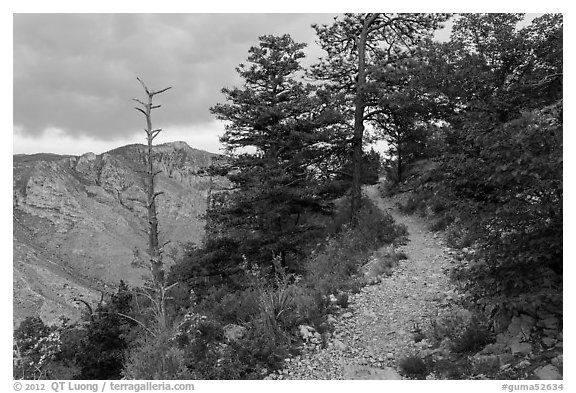 Guadalupe Peak Trail crossing higher elevation forest. Guadalupe Mountains National Park (black and white)