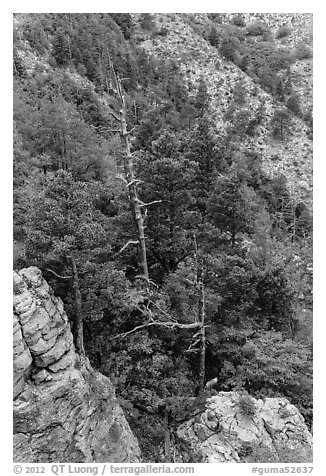 Pinnacles and conifer trees. Guadalupe Mountains National Park (black and white)