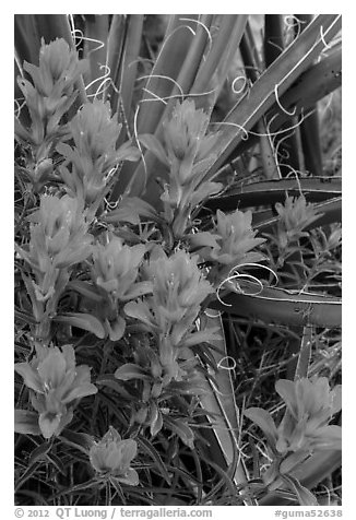Close-up of Indian paintbrush and sotol. Guadalupe Mountains National Park (black and white)