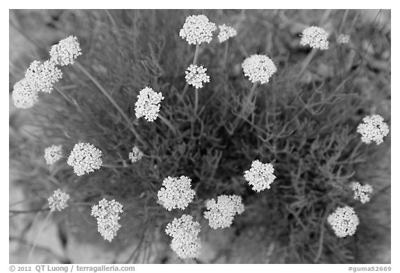 Yellow flowers seen from above. Guadalupe Mountains National Park (black and white)
