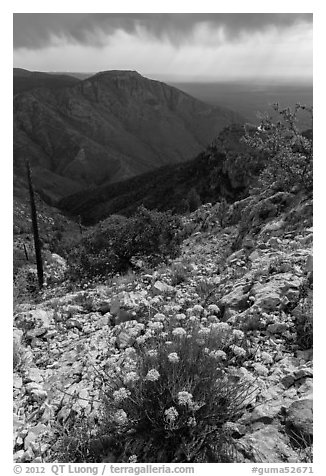 Flowers, Hunter Peak, Pine Spring Canyon. Guadalupe Mountains National Park (black and white)