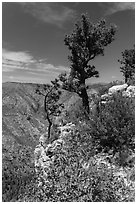 Pine trees and limestone rock. Guadalupe Mountains National Park, Texas, USA. (black and white)