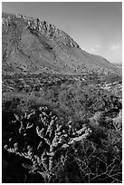 Cactus with bloom, Hunter Peak. Guadalupe Mountains National Park, Texas, USA. (black and white)