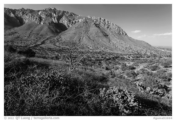 Cactus and mountains. Guadalupe Mountains National Park (black and white)
