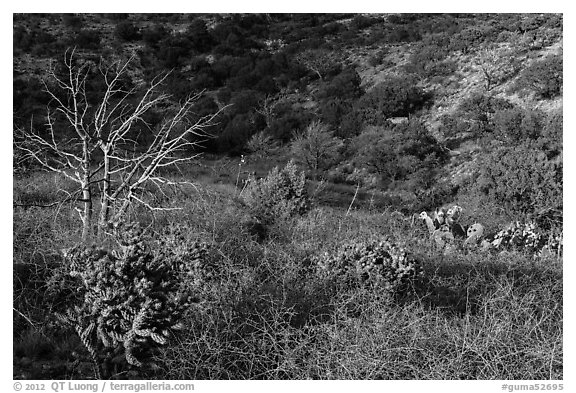 Cactus, bare thorny shrubs. Guadalupe Mountains National Park (black and white)