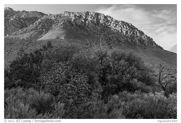Cactus, trees, and Hunter Peak. Guadalupe Mountains National Park (black and white)