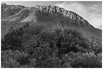 Cactus, trees, and Hunter Peak. Guadalupe Mountains National Park ( black and white)