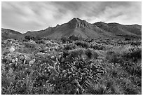Chihuahan desert cactus and mountains. Guadalupe Mountains National Park, Texas, USA. (black and white)