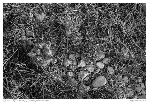 Close-up of desert floor with grasses and bloom. Guadalupe Mountains National Park (black and white)