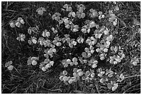 Yellow desert flowers close-up. Guadalupe Mountains National Park, Texas, USA. (black and white)