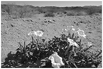 Dune Primerose. Joshua Tree National Park, California, USA. (black and white)