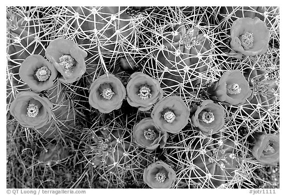 Claret Cup Cactus with flowers. Joshua Tree National Park (black and white)