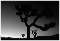 Joshua Trees silhouette at sunset. Joshua Tree National Park, California, USA. (black and white)