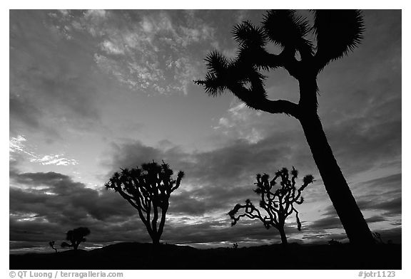 Joshua trees, sunset. Joshua Tree National Park (black and white)